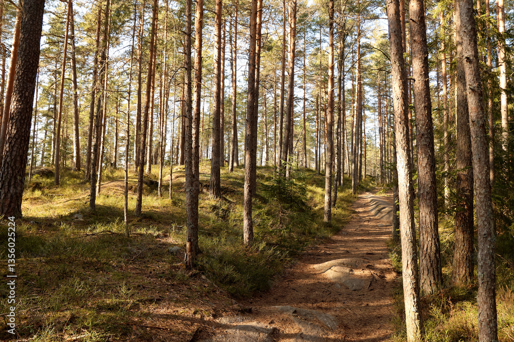 Forest Forest