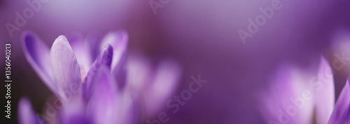 Panel kuchenny z motywem Wiosenny baner z krokusami, tło dla projektu.