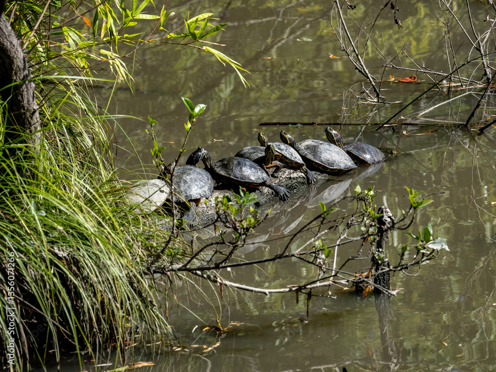 red-eared slider turtles resting on a log 1 red-eared slider turtles resting on a log 1