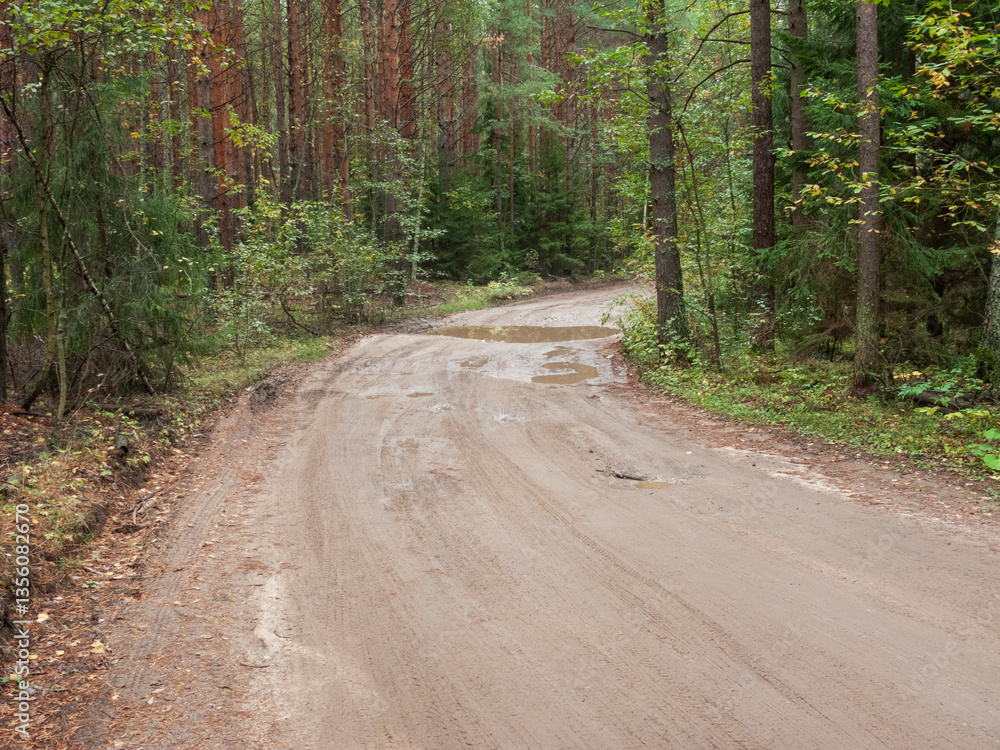 Fototapeta premium Country dirt road with puddles in pine forest, turn of the road, autumn time