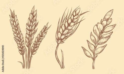 Wheat Ears Vintage Engraving Vector Illustration for Cereal Crop Design