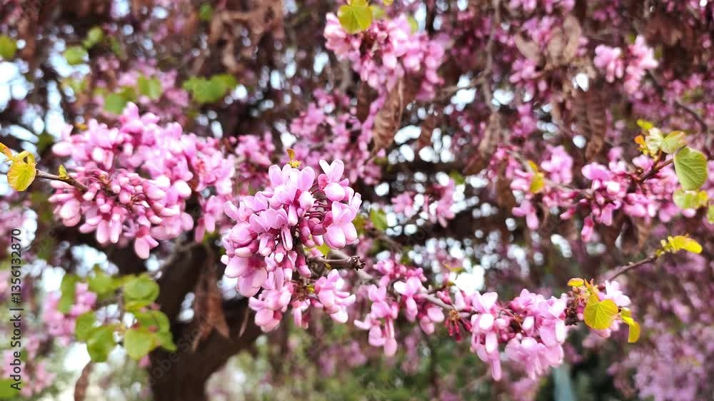 Judas tree: a species of redbud, its botanical name is Cercis siliquastrum. Judas tree: a species of redbud, its botanical name is Cercis siliquastrum.