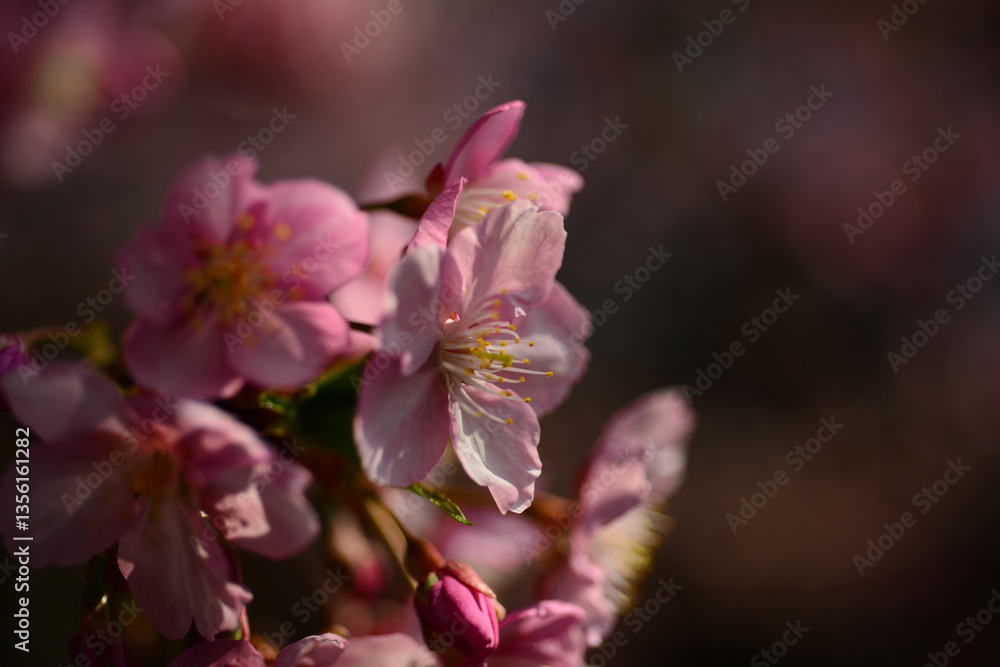 Fototapeta premium The cherry blossoms have bloomed