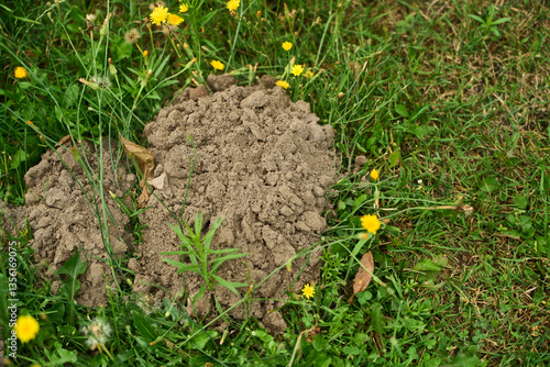 Molehill rising in field of grass and flowers