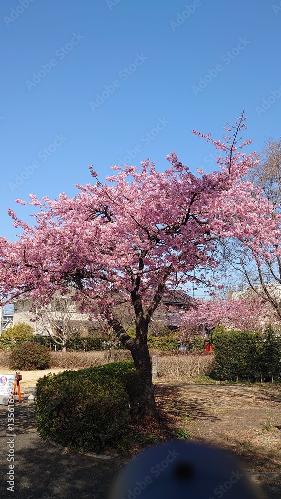 Obraz premium The cherry blossoms have bloomed