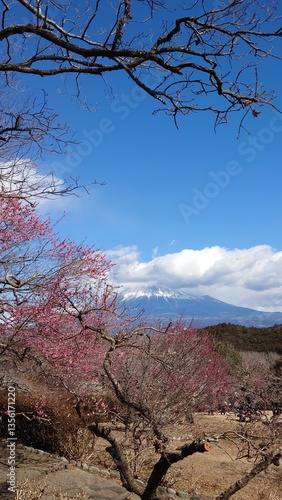 Wallpaper Mural The plum blossoms have bloomed Torontodigital.ca