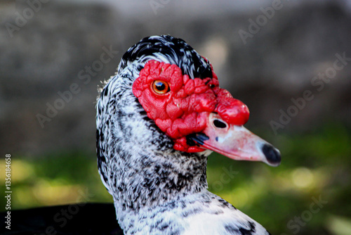 pato criollo photo
