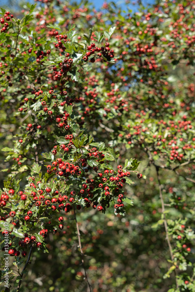photo Lush Hawthorn Tree Branches Display Vibrant Red Berries Among Dense Green Leaves under a Clear Blue Sky, Perfect Habitat for Various Bird Species and a Rich Source of Wildlife Nutrition photo Lush Hawthorn Tree Branches Display Vibrant Red Berries Among Dense Green Leaves under a Clear Blue Sky, Perfect Habitat for Various Bird Species and a Rich Source of Wildlife Nutrition