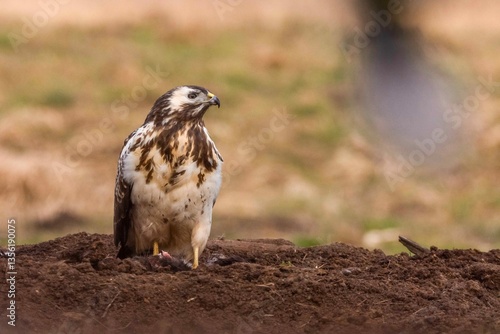 Myszołów (Buteo buteo)