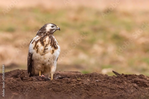 Myszołów (Buteo buteo)