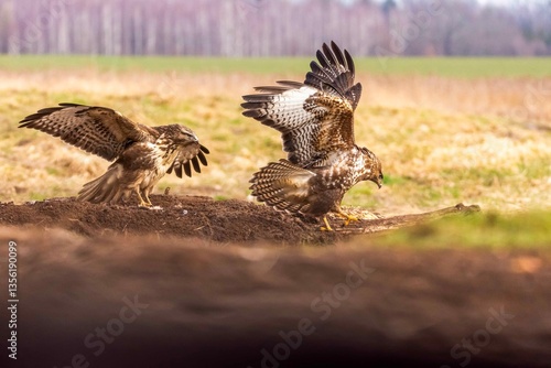 Myszołów (Buteo buteo)