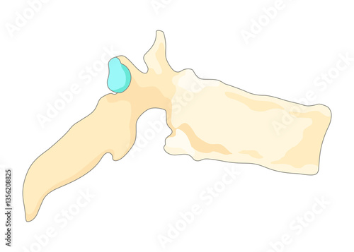 Bones type skeleton. Educational anatomical diagram element. Bone example. Educational medical illustration