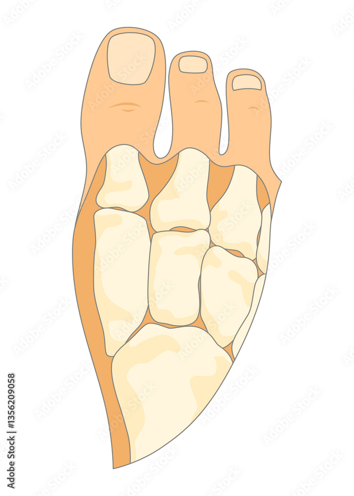 Bones type skeleton. Educational anatomical diagram element. Bone example. Educational medical illustration