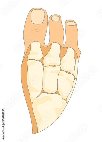 Obraz na płótnie Bones type skeleton. Educational anatomical diagram element. Bone example. Educational medical illustration w salonie