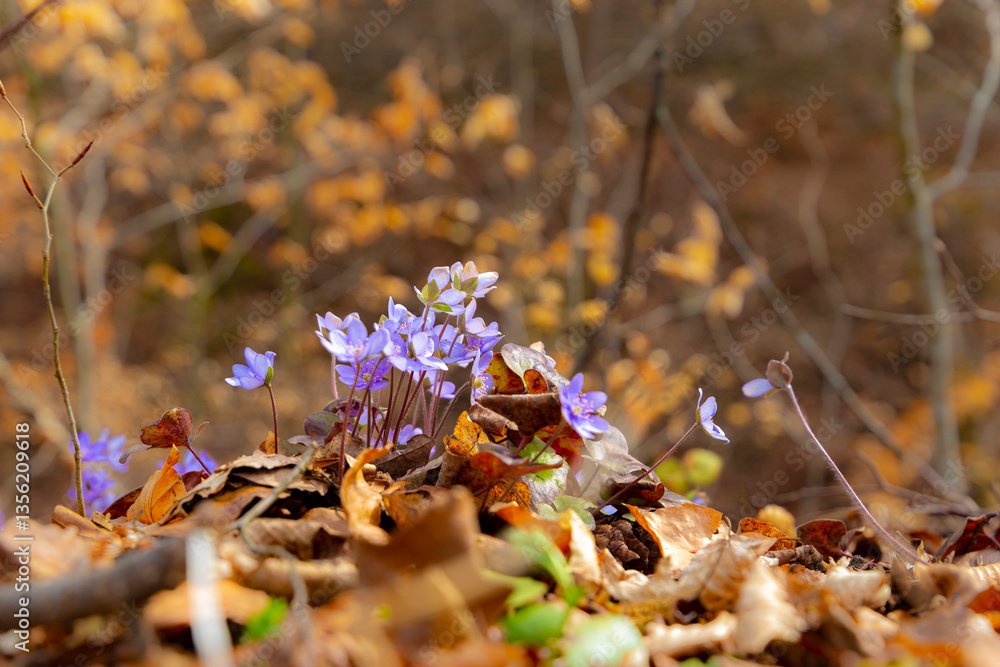 Blue double-flowered liverwort. First spring forest flowers