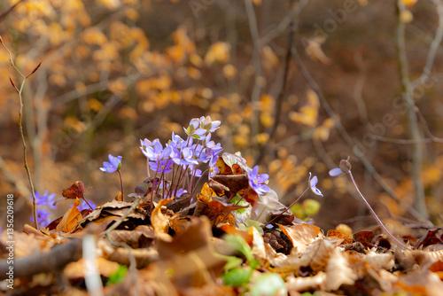 Obraz na płótnie Blue double-flowered liverwort. First spring forest flowers w salonie