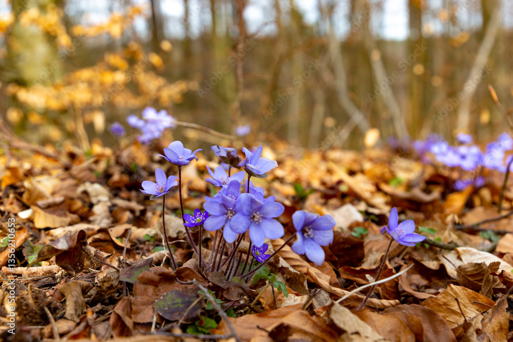 Blue double-flowered liverwort. First spring forest flowers