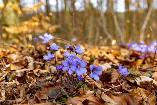 Obraz na płótnie Blue double-flowered liverwort. First spring forest flowers w salonie