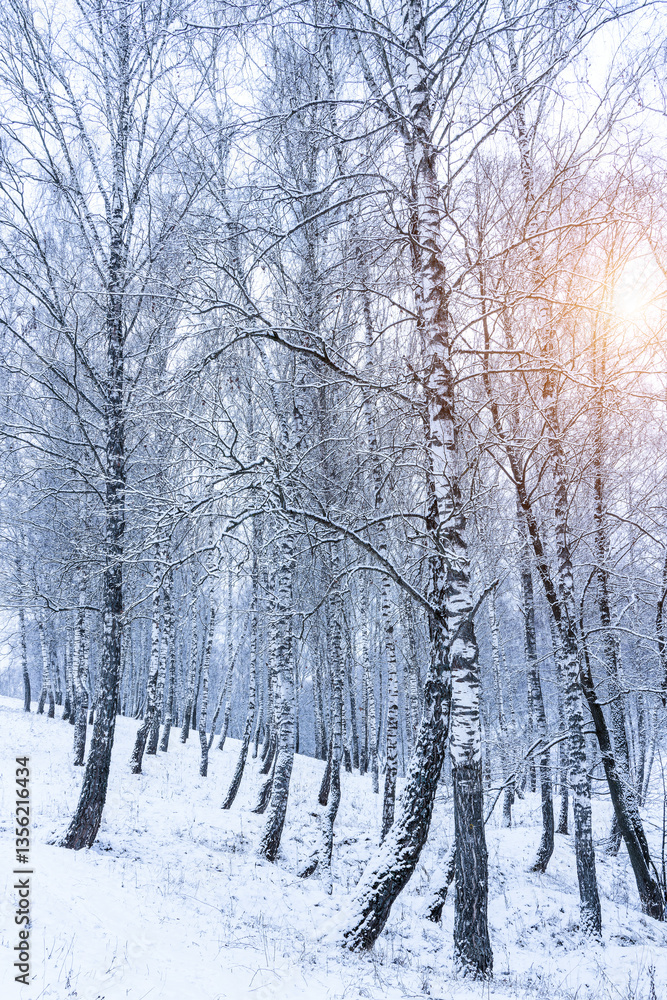 Naklejka premium Birch grove after a snowfall on a winter. Sunlight breaking through the branches.