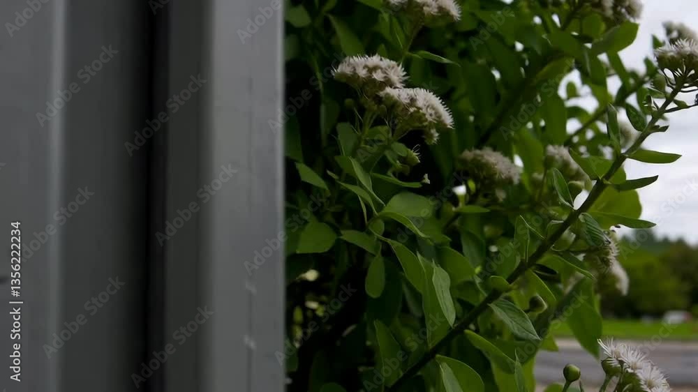 Raindrops traversing metal surface with lush greenery in the background Raindrops traversing metal surface with lush greenery in the background