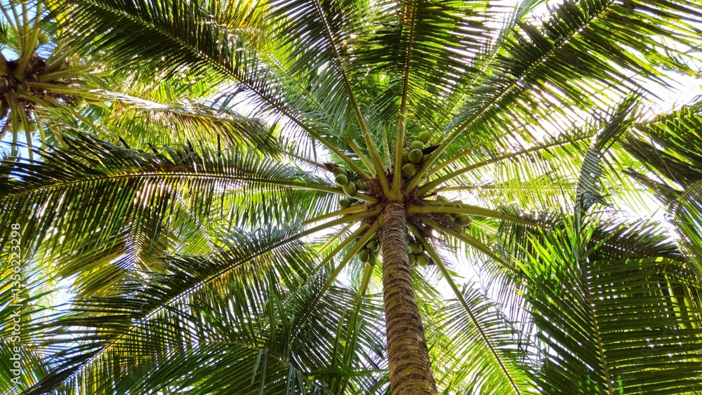 Fototapeta premium Low-angle shot of a tall coconut tree, showcasing its textured brown trunk, lush green fronds and a few coconuts against a soft blue sky.