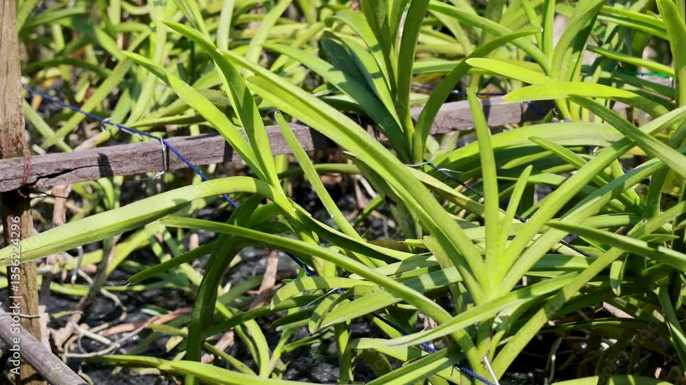 Close-Up of Waling-Waling Plants in Natural Light
