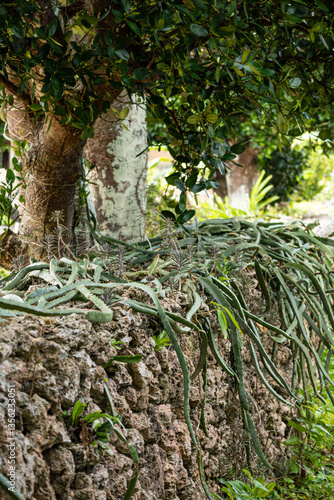 A wall of coral covered with tropical green plants outdoor at daytime on Taketomi island near ishigaki in Okinawa Prefecture in Japan with space for text.