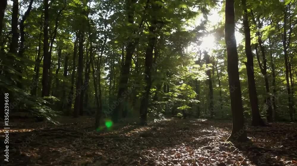 Sunlight breaking through dense forest canopy in early morning tranquility Sunlight breaking through dense forest canopy in early morning tranquility