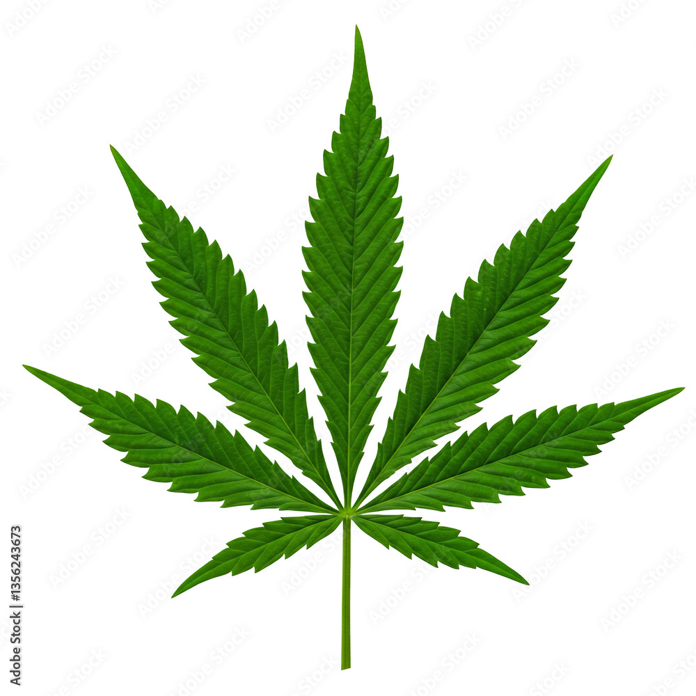 Vibrant Green Cannabis Leaf isolated on white or transparent png background Vibrant Green Cannabis Leaf isolated on white or transparent png background