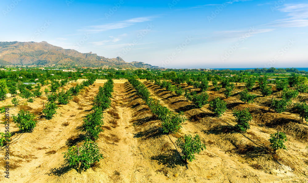 beautiful natural view of panoramic green fruit garden landscape with rows of green fruit trees and nice green valley with blue cloudy sky on background beautiful natural view of panoramic green fruit garden landscape with rows of green fruit trees and nice green valley with blue cloudy sky on background