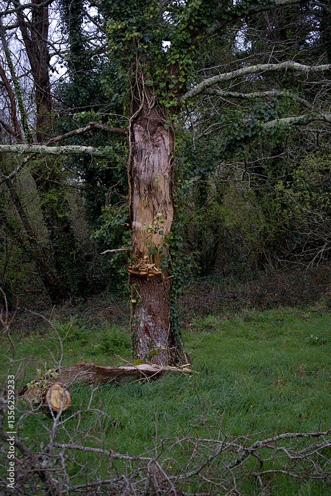 Arbre cassé .