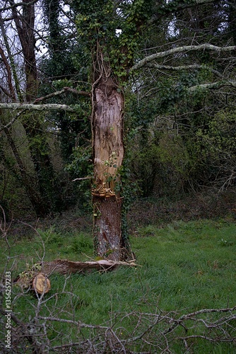 Obraz na płótnie Arbre cassé . w salonie
