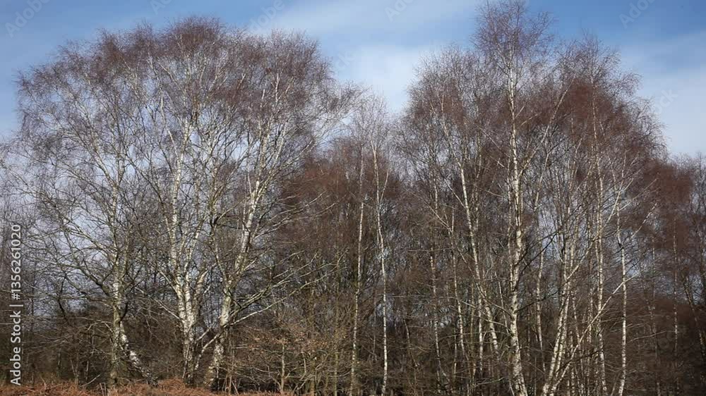 Silver Birch trees, Betula pendula, in early Spring. England. UK Silver Birch trees, Betula pendula, in early Spring. England. UK