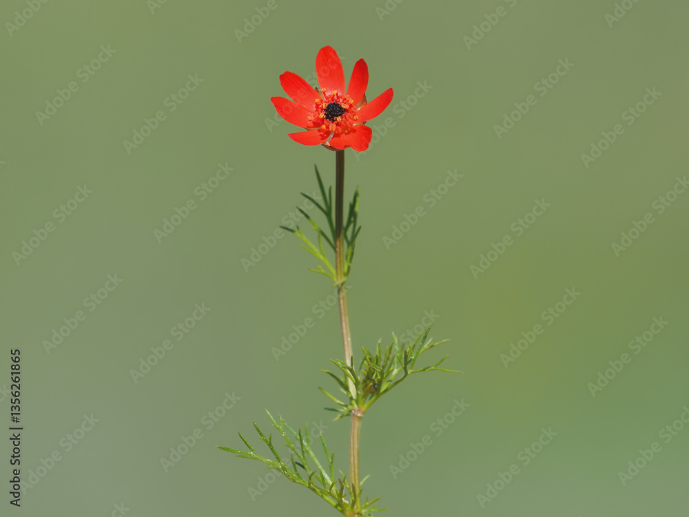 Fototapeta premium Red flowers of the large pheasant eye on a meadow in spring, Adonis flammea 