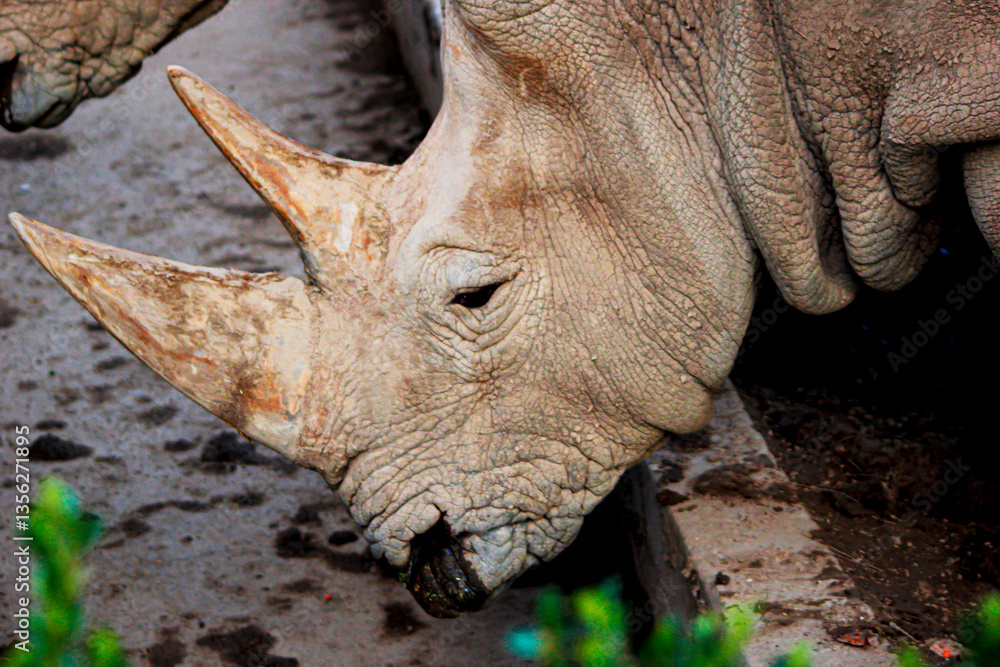 Obraz premium rinoceronte