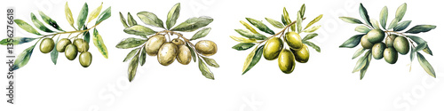 Watercolor painting of four olive branches with green olives and leaves isolated with Transparent PNG
