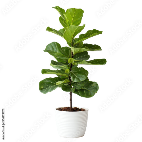 Modern ficus lyrata in white pot, fiddle leaf fig indoor plant isolated on transparent background