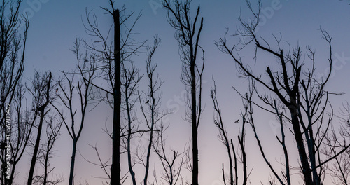 silhouette of a tree in the morning