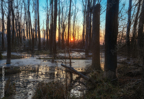 sunrise in the forest