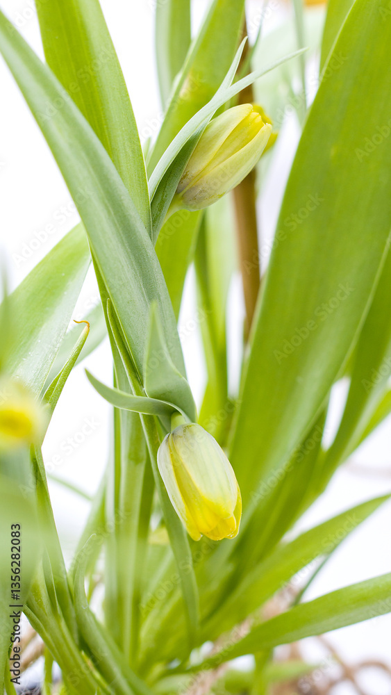 Fototapeta premium yellow tulip flower