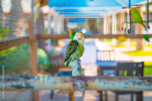 Obraz na płótnie Vibrant parrot perched inside a decorative cage, showcasing its colorful feathers. The bird's bright plumage contrasts with the metal bars, creating a striking scene of beauty and captivity. w salonie