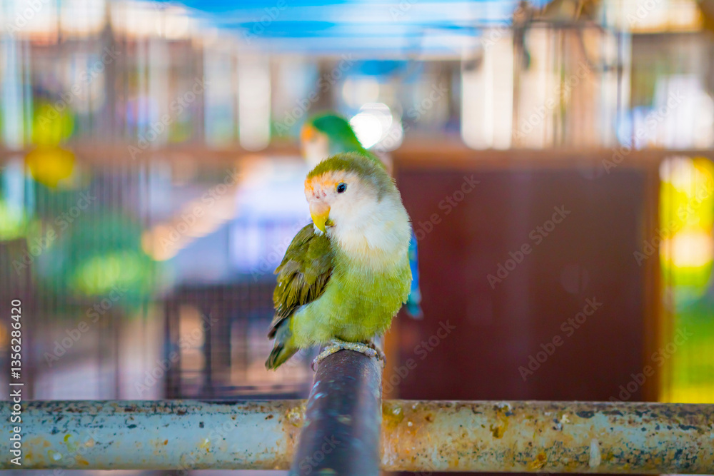 Vibrant parrot perched inside a decorative cage, showcasing its colorful feathers. The bird's bright plumage contrasts with the metal bars, creating a striking scene of beauty and captivity.