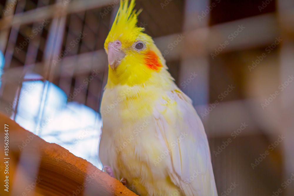 Vibrant parrot perched inside a decorative cage, showcasing its colorful feathers. The bird's bright plumage contrasts with the metal bars, creating a striking scene of beauty and captivity.