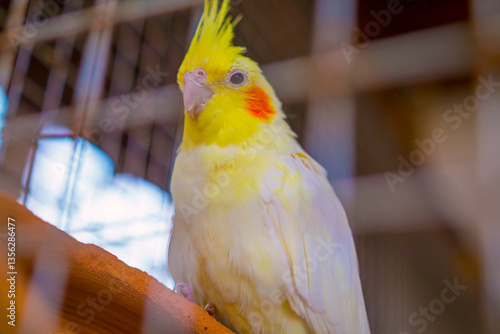 Obraz na płótnie Vibrant parrot perched inside a decorative cage, showcasing its colorful feathers. The bird's bright plumage contrasts with the metal bars, creating a striking scene of beauty and captivity. w salonie