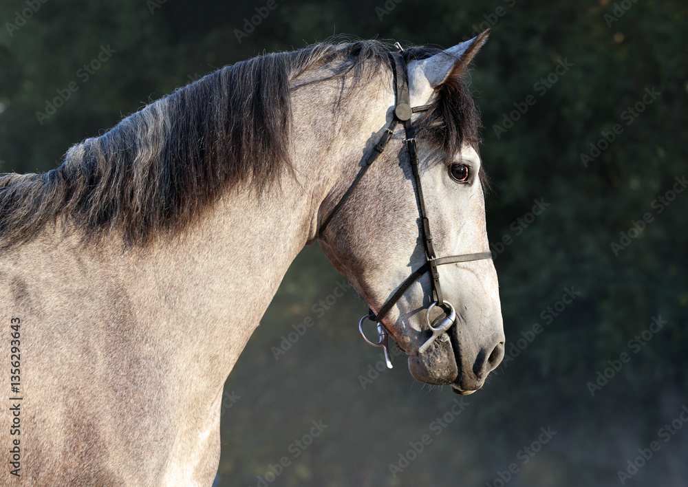 Andalusian grey horse portrait against nature background