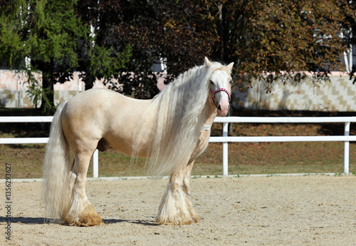 Gypsy Vanner Horse walks in paddock