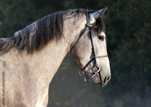 Obraz na płótnie Andalusian grey horse portrait against nature background w salonie