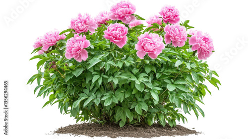 Wallpaper Mural pink peonies flowers Torontodigital.ca