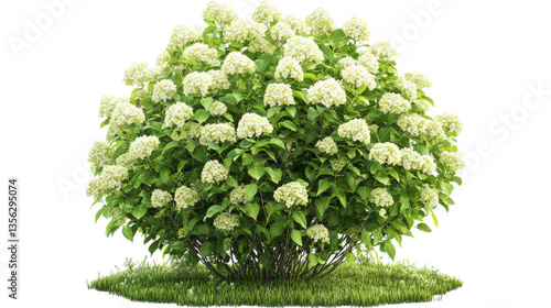 Hydrangea bush on garden isolated
