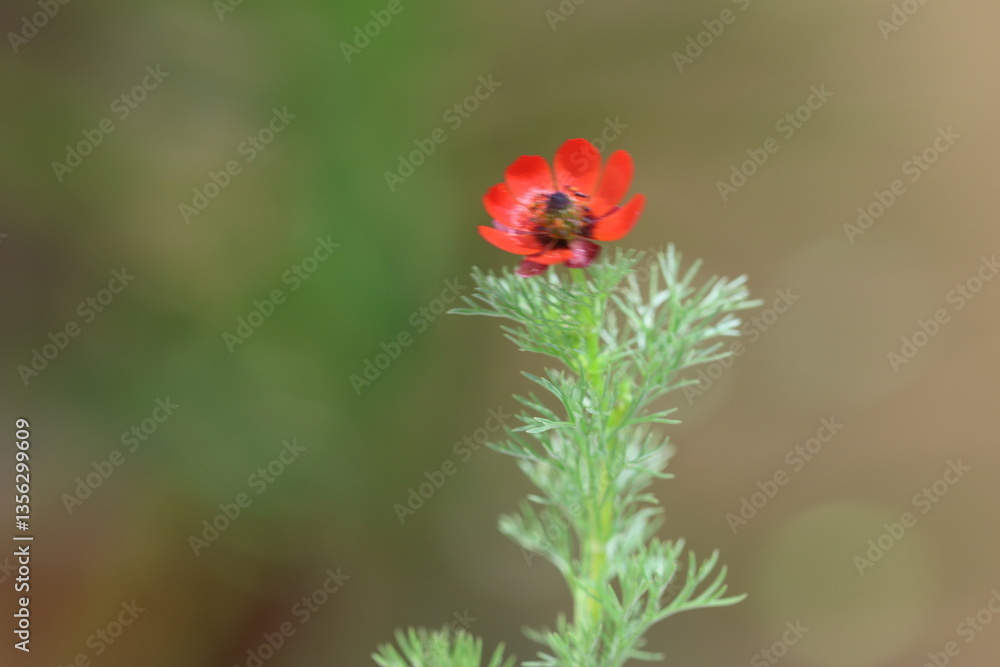 Adonis aestivalis, the summer pheasant's-eye, is a medicinal and ornamental plant Adonis aestivalis, the summer pheasant's-eye, is a medicinal and ornamental plant